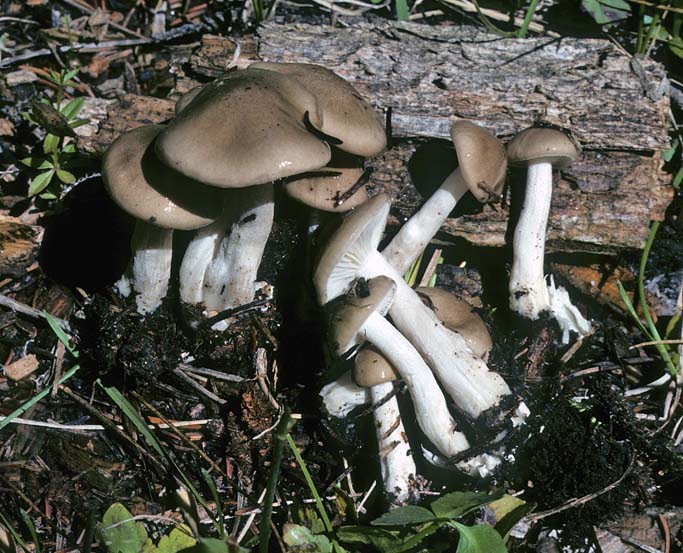 Hygrophorus fuscoalbus